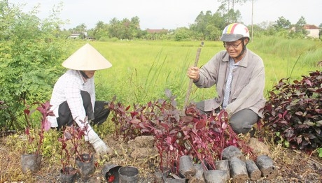 Các cây hoa mắt ngọc được trồng dặm trên tuyến đường góp phần làm đẹp cảnh quan.