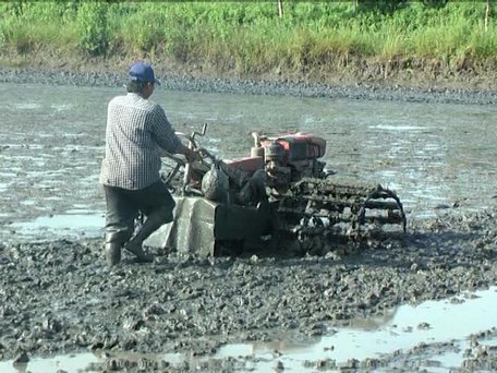  Nông dân Bạc Liêu cải tạo đất chuẩn bị gieo sạ lúa trên đất nuôi tôm.