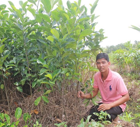 Ươm hột mít bán cây con đã đem đến cho anh Hùng nguồn thu khá.  