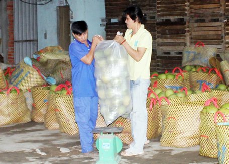 Việc phát triển trồng bưởi Năm Roi Bình Minh còn chưa tương xứng với tiềm năng lợi thế của vùng.  Ảnh: Tuyết Hiền