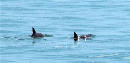  Cá heo vaquita được tìm thấy ở vùng Vịnh California, Mexico ngày 3/9/2019. Ảnh: AFP/TTXVN