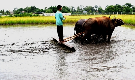 Hy vọng du lịch nông nghiệp sẽ góp một phần khôi phục hình ảnh lối làm ruộng xưa.