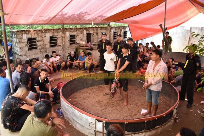 Ổ đá gà ăn tiền được Công an tỉnh Ninh Bình triệt phá ngày 14/9 - Ảnh Công an Ninh Bình