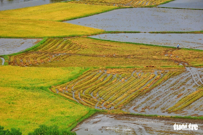 Những mảnh ghép ấn tượng của cánh đồng lúa - Ảnh: NGUYỆT NHI