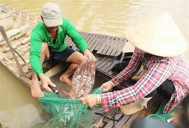 Đánh bắt cá linh. (Ảnh: Công Mạo/TTXVN)