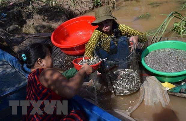 Ngườn dân Đồng Tháp thu hoạch cá mồi và cá linh non. (Ảnh minh họa. Chương Đài/TTXVN)