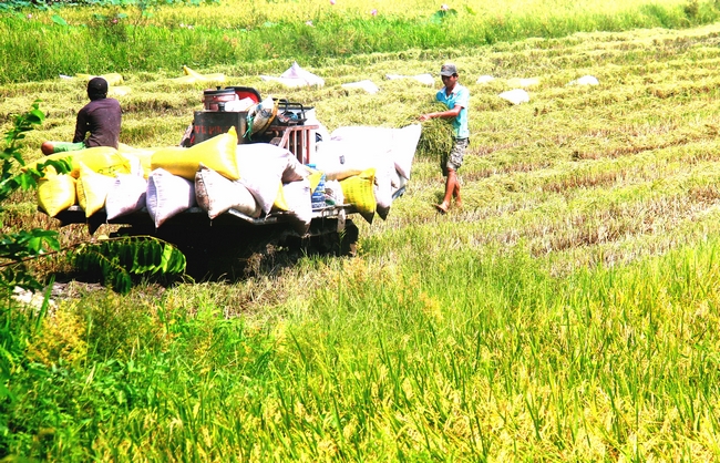 Thu hoạch khoai lang ở xã Tân Hưng.