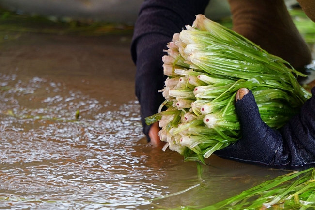 Bình quân, 1kg hẹ sau khi sơ chế, nhặt bỏ cỏ, rong còn lại khoảng một nửa.