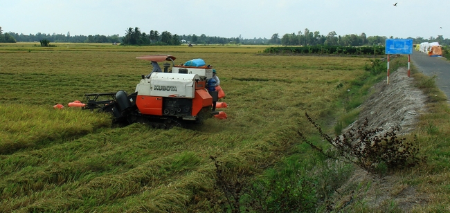 Trong khi đó, những cánh đồng lúa cuối cùng ở vùng Đồng Tháp Mười đang hối hả thu hoạch.