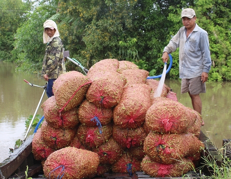 Cây đậu nành rau đang đem lại thu nhập khá cho nông hộ.