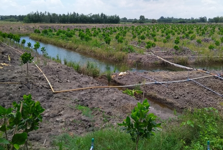 Ruộng mít Thái siêu sớm ở huyện Thạnh Hóa được đầu tư khá bài bàn.