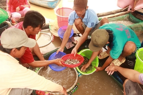 Cá linh được lựa nhanh ngay tại bến sông, phân loại cá chợ và cá mồi.