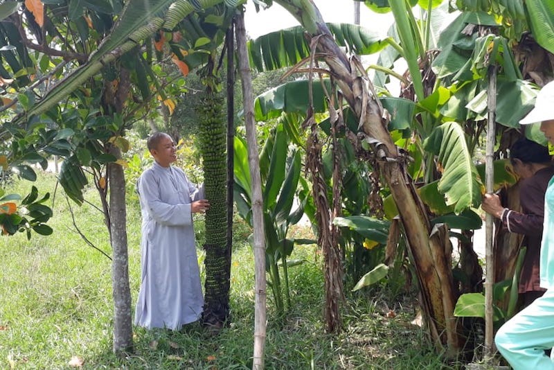 Buồng chuối dài 1,8 mét và đang có khả năng dài thêm. Ảnh: Ngọc Vũ