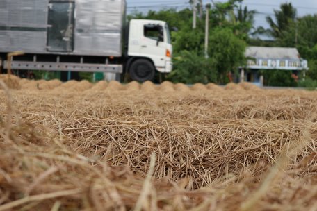 Trồng nấm rơm cũng là nghề nông thôn có nhu cầu cao ở Vũng Liêm vì huyện có trữ lượng rơm nhiều...