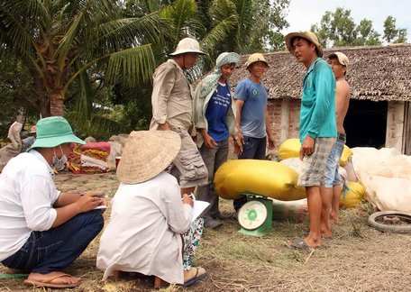 Lúa Thu Đông mất mùa, mất giá nông dân kém vui.