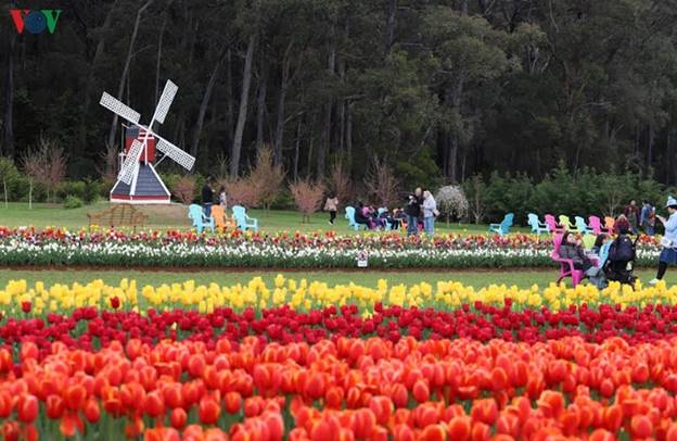 Chị Lê Thanh Trang, một Việt kiều sống tại Australia đã 15 năm nhưng năm nay mới dịp cùng gia đình ghé thăm nơi này chia sẻ: “Tôi thấy là chỗ này rất là đẹp, trẻ con thì rất là thích thú, bọn trẻ con rất thích và mẹ mình rất thích nên mình thấy vui. Đây là một nơi rất tốt để gia đình và bạn bè đến vừa ngắm hoa đẹp vừa tận hưởng thời gian bên nhau”.