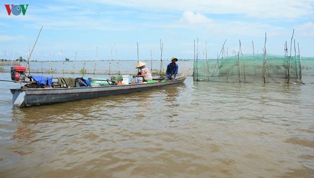 Theo các hộ dân sống bằng nghề hái bông súng để mưu sinh, năm nay, ghe xuồng xếp xó vì nước ít.