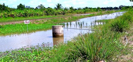 6,5 công đất của anh Việt chuyển qua nuôi cá trên ruộng.