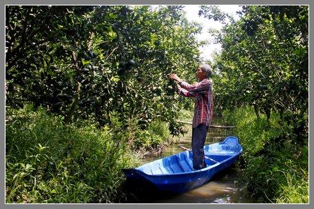 Giải Nhiếp ảnh nghệ thuật “Vĩnh Long trên đường phát triển” hướng đến các chủ đề về thành tựu kinh tế, văn hóa, xã hội; an ninh quốc phòng; xây dựng nông thôn mới… (Trong ảnh: Nông dân chăm sóc cam sành)