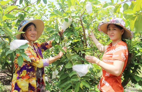 Cô Lê Hồng Điệp và con dâu bên vườn ổi cho trái tự nhiên quanh năm.