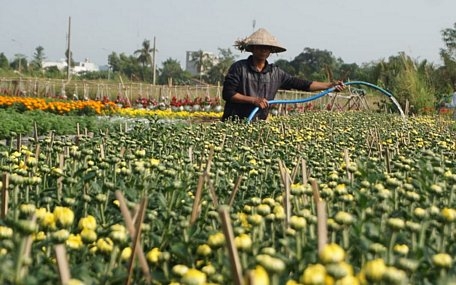 Các hộ trồng hoa đang chuẩn bị nguồn hàng đón tết.