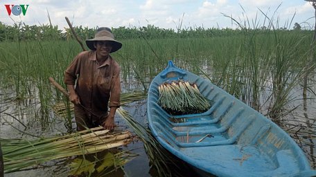 Mô hình trồng bồn bồn cho thu nhập cao gấp 3 - 4 lần trồng lúa.