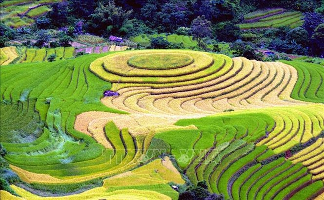 Ruộng bậc thang uốn lượn như những dải lụa mềm tại xã Xím Vàng, huyện Bắc Yên (Sơn La).