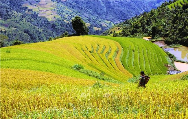 Ruộng bậc thang tại xã Hang Chú, huyện Bắc Yên (Sơn La).