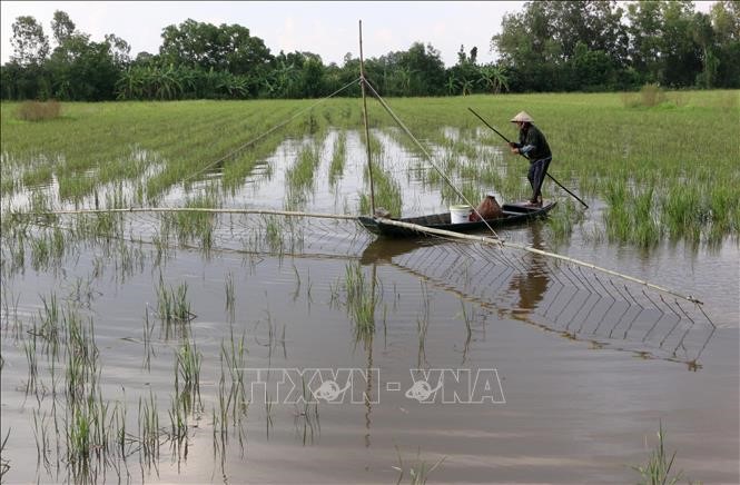 Đẩy côn bắt cá trên cánh đồng mùa lũ ở Hậu Giang. Ảnh: Duy Khương/TTXVN