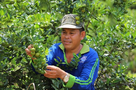 Anh Đông luôn ra sức lao động vươn lên khá giàu, đồng thời giúp đỡ người khác cùng thoát nghèo vươn lên khá