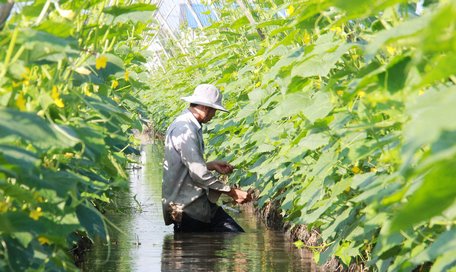 Khuyến khích người dân cơ cấu lại vật nuôi, cây trồng là một trong những giải pháp giảm nghèo ở Tam Bình.