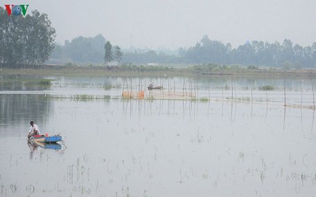 Mùa nước nổi ở ĐBSCL.