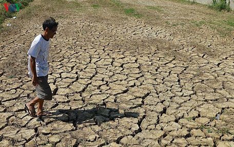 Hạn mặn từng gây thiệt hại cho ngành nông nghiệp vùng ĐBSCL.