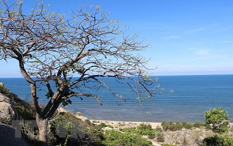 Khung cảnh giao hòa đẹp nên thơ giữa rừng và biển ở Vườn quốc gia Núi Chúa. (Ảnh: Nguyễn Thành/TTXVN)