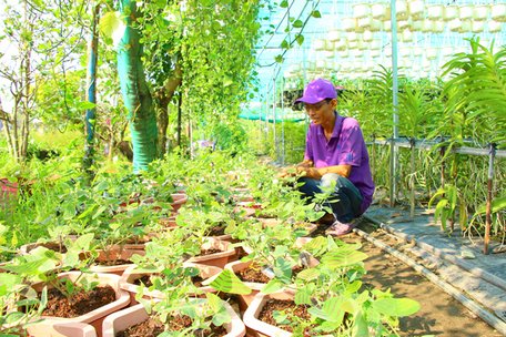 Ông Nguyễn Văn Tiếp – Chủ nhiệm Hội quán Tôi yêu màu tím đang chăm sóc giống hoa con bướm Xuân độc đáo