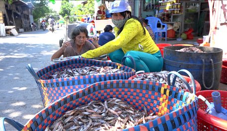 Cá chốt được thương lái thu mua