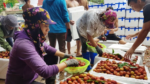 Trung Quốc ngày càng siết chặt việc xuất khẩu hoa quả bẳng đường tiểu ngạch.