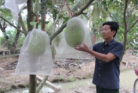 Mít Thái siêu sớm là mô hình cây trồng hiệu quả ở TX Bình Minh.