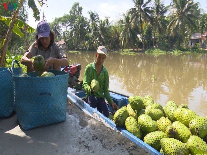 Mãng cầu xiêm loại 1 hiện được thu mua ở mức 18.000 - 20.000 đồng/kg.