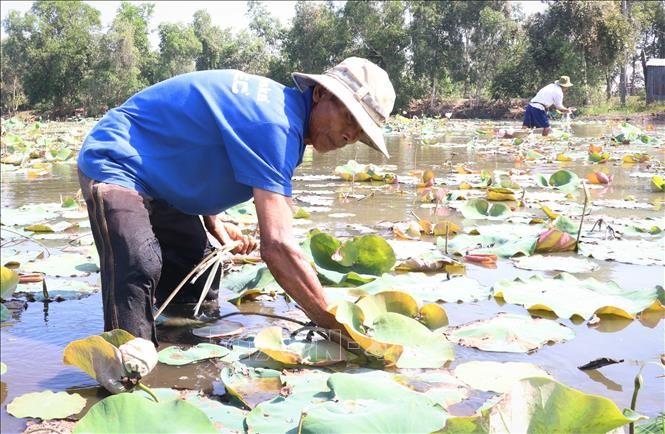 Người dân thu hoạch ngó sen.