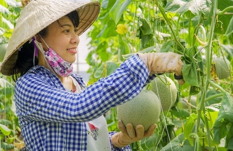 Trồng dưa lưới trong nhà màn giúp đẩy mạnh sản xuất tiến tới nền nông nghiệp công nghệ cao, góp phần nâng cao thu nhập.