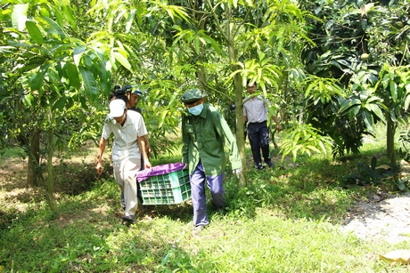 Liên kết hợp tác tiêu thụ đã mở lối cho xoài Vĩnh Long đi Mỹ- một trong các thị trường khó tính nhất thế giới. Ảnh: THẢO LY