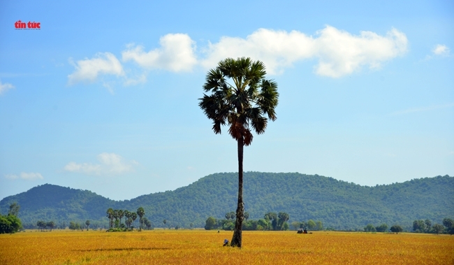 Những cây Thốt Nốt nằm e ấp trong những thửa ruộng lúa chín vàng ươm.