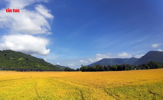 Hiện nay, trên khắp cánh đồng ở huyện Tịnh Biên và Tri Tôn, lúa vụ Đông Xuân đã ngả sang màu vàng, nhiều nơi đang bắt đầu thu hoạch. Đến nơi đây, du khách muốn ngắm cảnh có thể đi bộ hoặc thuê xe ôm chở lên trên núi Dài, núi Tô nhìn xuống, đồng lúa chín vàng óng trải dài không khác gì “bồng lai tiên cảnh” mà không phải nơi nào cũng có được. 