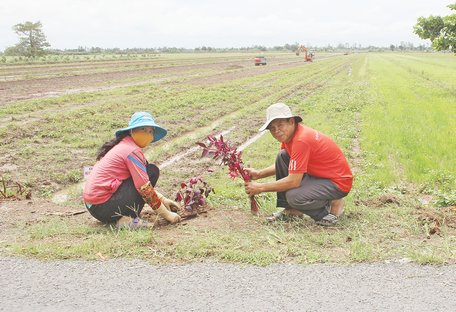 Người dân xã Thành Trung tích cực trồng hoa, tạo cảnh quan môi trường xanh- sạch- đẹp.