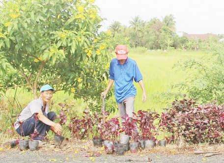 Người dân xã Long Mỹ (Mang Thít) tham gia trồng hoa làm đẹp cảnh quan môi trường nông thôn.