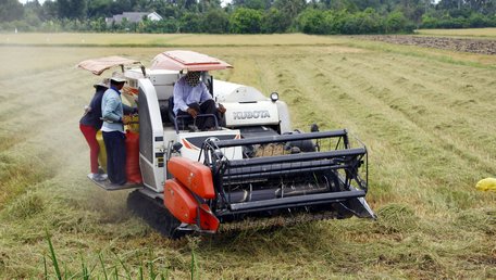 Sản xuất lúa gạo cơ bản đã được chuyên nghiệp hóa hơn.