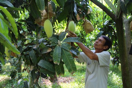 Những chính sách đặc thù nhằm tháo gỡ khó khăn, khuyến khích nông dân tham gia hợp tác xã.Ảnh: THẢO LY