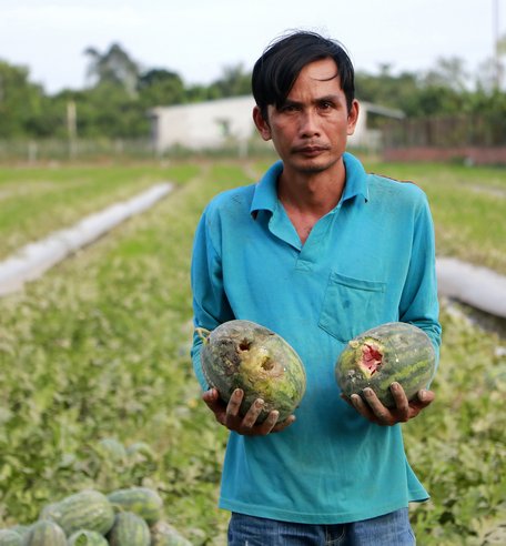 Ông Huỳnh Văn Dũng thất thần bên ruộng dưa vì vụ này xem như mất trắng.