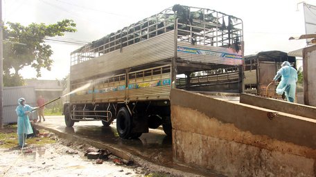 Nguy cơ tái phát bệnh dịch tả heo Châu Phi vẫn còn cao nên công tác tiêm phòng, tiêu độc khử trùng môi trường phòng dịch được chỉ đạo tăng cường.